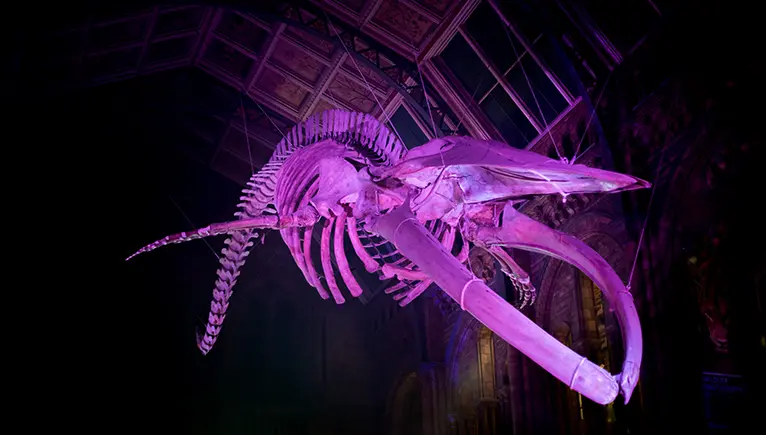 hallowen en el museo de historia natural